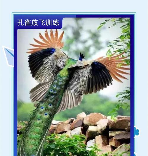 完美世界中飞天孔雀的打法是什么？有哪些技巧？